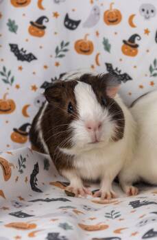 Rescue Guinea Pig Guinea Pigs for Adoption in Ellington, Connecticut - Wednesday | PetCurious